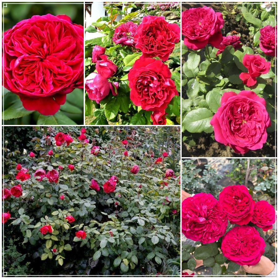 Alain Souchon róża wielkokwiatowa